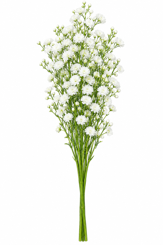 Gypsophila (white）